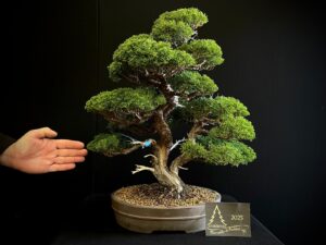 AR25-01 JUNIPERUS ITO