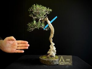 AR25-03 OLIVO ACEBUCHE