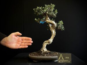 AR25-05 OLEA