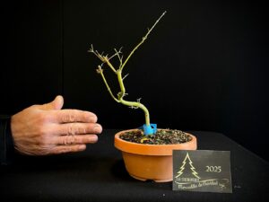 DM43-01ACER PALMATUM