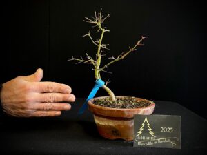 DM43-04 ACER PALMATUM