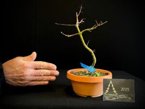 DM43-07 ACER PALMATUM