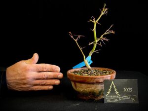 DM43-08 ACER PALMATUM