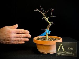 DM43-10 ACER PALMATUM