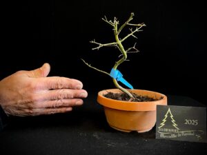 DM43-11 ACER PALMATUM