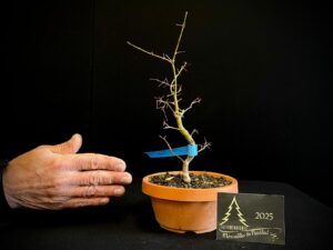 DM43-12 ACER PALMATUM