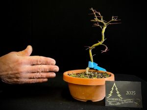 DM43-13 ACER PALMATUM