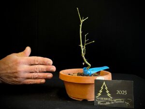 DM43-14 ACER PALMATUM