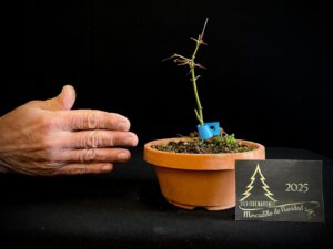 DM43-16 ACER PALMATUM