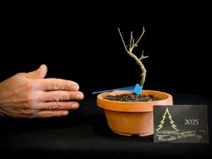 DM43-17 ACER PALMATUM