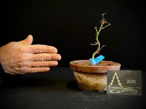 DM43-18 ACER PALMATUM