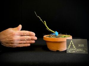 DM43-19 ACER PALMATUM