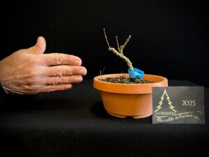 DM43-20 ACER PALMATUM