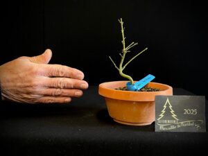 DM43-21 ACER PALMATUM