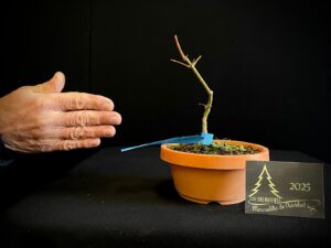 43. DM43-22 ACER PALMATUM