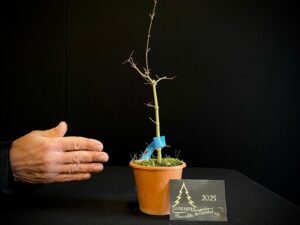 DM43-24 ACER PALMATUM