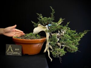 DO16-03 TANUKI CASCADA