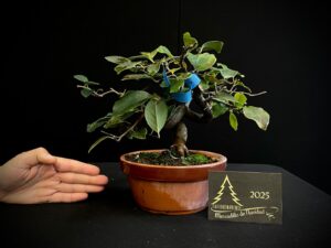 DO16-05 Pseucidonia Shigin