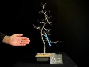 EP41-01 carpe europeo