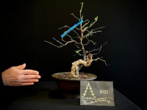 EP41-04 PRUNUS MAHALEB