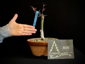 EP41-05 arce palmatum