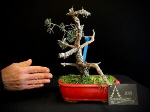 FR38-03 pinus sylvestris
