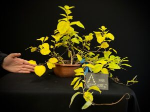 GC09-17 celastrus (hembra)