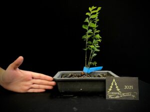 09. GC09-19 OLMO NIRE