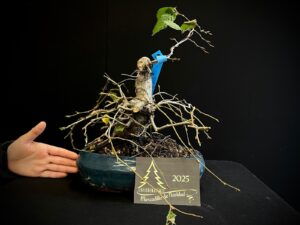 GC09-23 CARPE EUROPEO