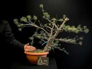 GC09-24 Pinus sylvestris