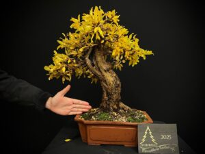 GV28-01 Punica granatum