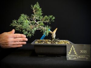 JA39-02 Juniperus