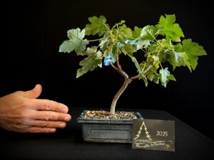 JA39-04 acer campestre