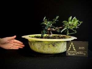 13. JAC13-05 Pyracantha