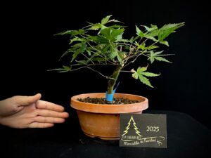 JAC13-07 Acer palmatum