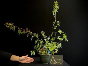 JAC13-08 Acer palmatum