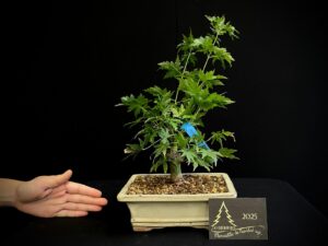 13. JAC13-09 Acer palmatum