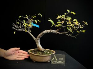 JAC13-11 Olmo pulmila