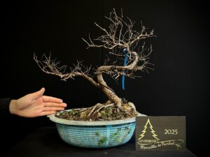 JAC13-12 Olmo pulmila