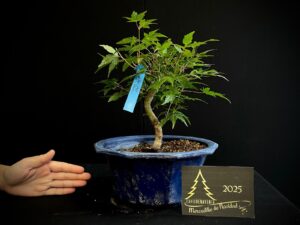 JAC13-15 Acer palmatum