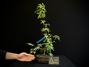 JAC13-17 Acer palmatum