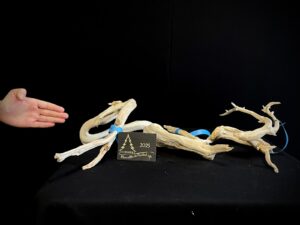 JAC13-20 Lote tanukis