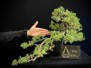 JAG35-03 Juniperus