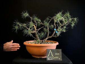 JAL37-01 PINUS SYLVESTRIS