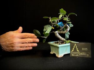 JAL37-03 Psecoseudonia