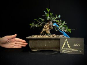 JAS14-02 Olea europea