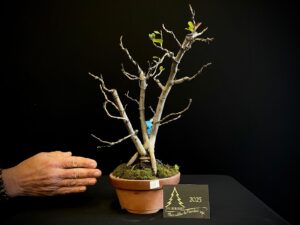 JC04-01 CHAENOMELES ROJO