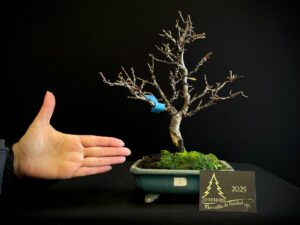 JC04-03 PRUNUS JACISA