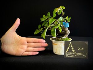 JC04-05 CHAENOMELES BLANCO