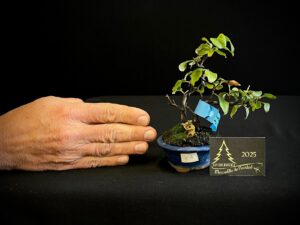 JC04-11 CHAENOMELES ITO ROJO